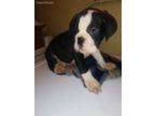 Olde English Bulldogge Puppy for sale in Elwood, IL, USA