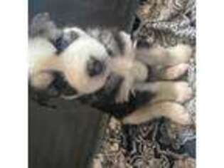 Siberian Husky Puppy for sale in Clifton, NJ, USA