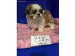 Mutt Puppy for sale in Clayton, IL, USA