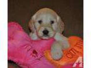 Goldendoodle Puppy for sale in ARGYLE, TX, USA