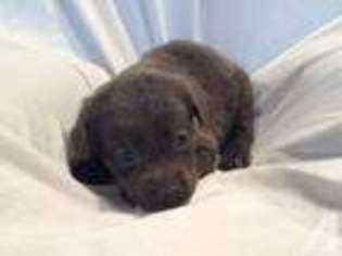 Labrador Retriever Puppy for sale in ROCKFORD, OH, USA
