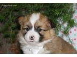 Pembroke Welsh Corgi Puppy for sale in New Paris, IN, USA
