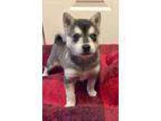 Alaskan Klee Kai Puppy for sale in Winchester, OH, USA