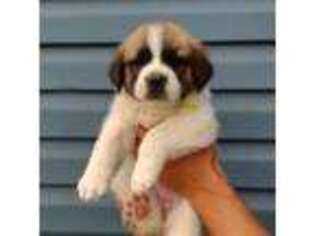 Saint Bernard Puppy for sale in Newark, NJ, USA