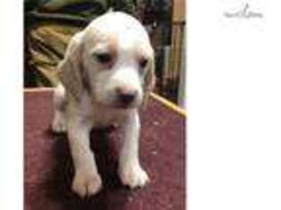 Beagle Puppy for sale in Cincinnati, OH, USA