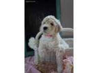 Goldendoodle Puppy for sale in Julesburg, CO, USA