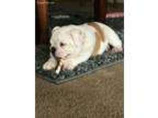 Bulldog Puppy for sale in Sallisaw, OK, USA
