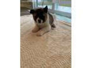 Akita Puppy for sale in Sabina, OH, USA
