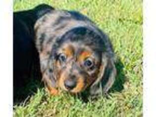 Dachshund Puppy for sale in Tulsa, OK, USA