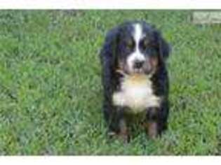 Bernese Mountain Dog Puppy for sale in Athens, GA, USA