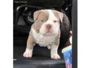 Olde English Bulldogge Puppy for sale in Port Arthur, TX, USA