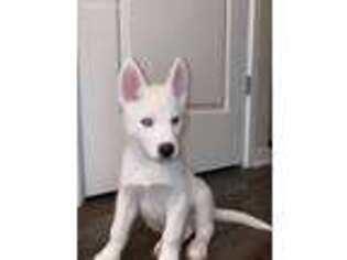 Siberian Husky Puppy for sale in Yonkers, NY, USA