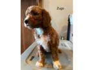 Goldendoodle Puppy for sale in San Gabriel, CA, USA