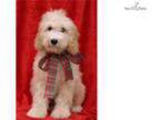 Goldendoodle Puppy for sale in Atlanta, GA, USA