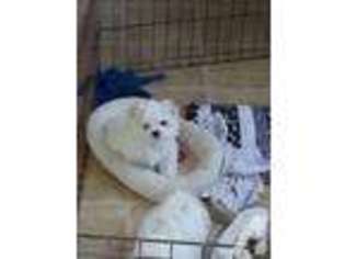 Maltese Puppy for sale in PALERMO, CA, USA