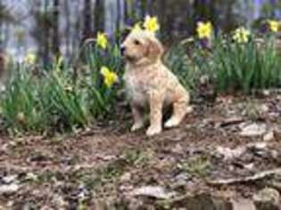 Mutt Puppy for sale in Conway, AR, USA
