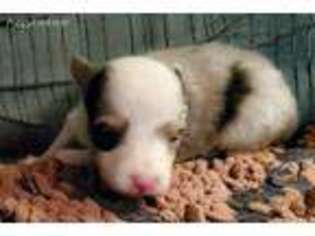 Shetland Sheepdog Puppy for sale in Cloquet, MN, USA