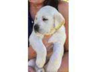 Labrador Retriever Puppy for sale in Fountain Inn, SC, USA