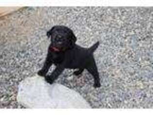 Labrador Retriever Puppy for sale in Anza, CA, USA