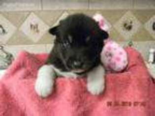Alaskan Malamute Puppy for sale in Mount Pleasant Mills, PA, USA