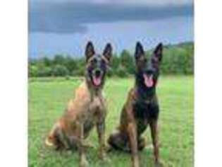 Belgian Malinois Puppy for sale in Quitman, AR, USA