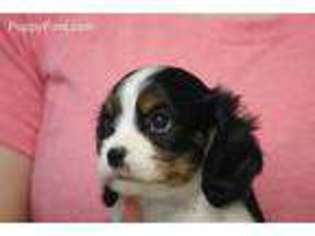 Cavalier King Charles Spaniel Puppy for sale in Quakertown, PA, USA