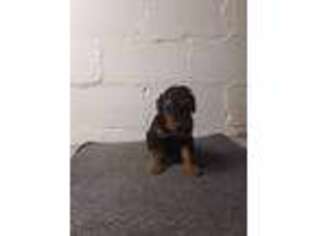 Airedale Terrier Puppy for sale in Massillon, OH, USA