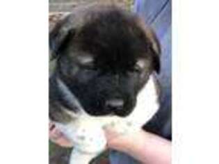 Akita Puppy for sale in Beckley, WV, USA