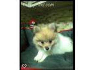 Pomeranian Puppy for sale in Keller, TX, USA