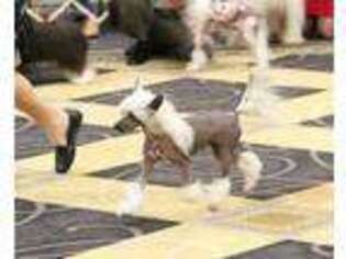 Chinese Crested Puppy for sale in Cadet, MO, USA