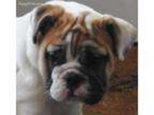 Bulldog Puppy for sale in Garrettsville, OH, USA