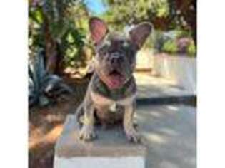 French Bulldog Puppy for sale in Burbank, CA, USA