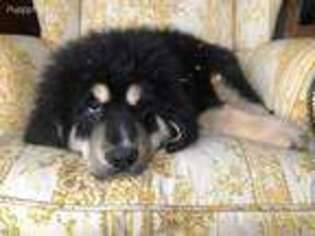 Puppyfinder Com Tibetan Mastiff Puppies Puppies For Sale Near Me In Iowa Usa Page 1 Displays 10