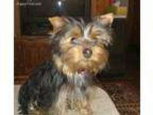 Yorkshire Terrier Puppy for sale in Attica, MI, USA