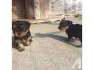 Yorkshire Terrier Puppy for sale in DURHAM, NC, USA