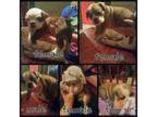 Bulldog Puppy for sale in HAWESVILLE, KY, USA
