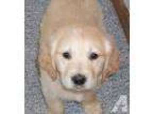 Golden Retriever Puppy for sale in SEATTLE, WA, USA