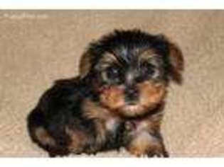 Yorkshire Terrier Puppy for sale in Stephenville, TX, USA