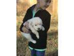 Golden Retriever Puppy for sale in Morganton, NC, USA