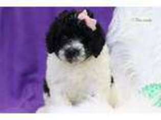 Portuguese Water Dog Puppy for sale in Unknown, , USA