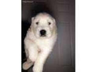 Golden Retriever Puppy for sale in Coldspring, TX, USA