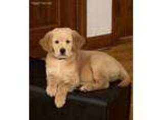 Golden Retriever Puppy for sale in Walpole, MA, USA
