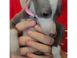 Italian Greyhound Puppy for sale in Arcadia, CA, USA