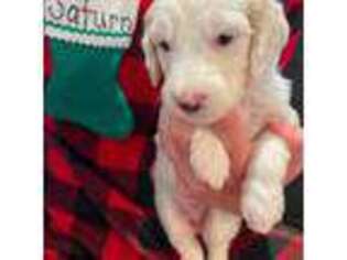 Goldendoodle Puppy for sale in Dover, DE, USA
