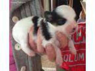 Papillon Puppy for sale in Mark Center, OH, USA