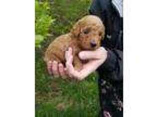 Goldendoodle Puppy for sale in Jonestown, PA, USA