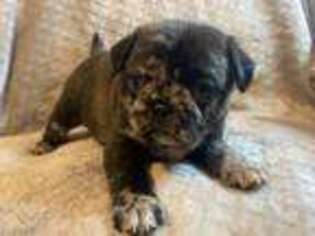 Pug Puppy for sale in Ridgefield, WA, USA
