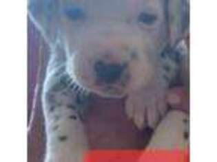 Dalmatian Puppy for sale in Southington, OH, USA