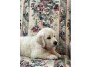 Mutt Puppy for sale in Plymouth, MA, USA
