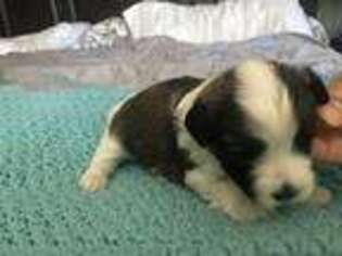 Havanese Puppy for sale in Middleton, WI, USA